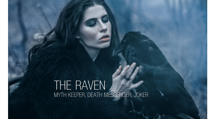 The Raven - Myth keeper, death messenger, joker - The Raven - Myth keeper, death messenger, joker